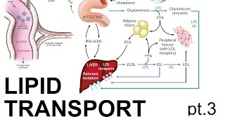 Lipid Transport Pt 3 [upl. by Rock891]