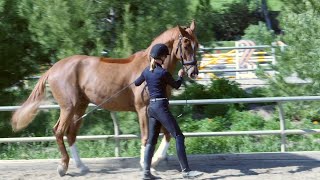 How to teach your horse to piaffe in hand [upl. by Enimzzaj]