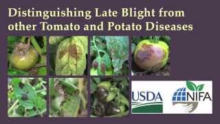 Distinguishing Late Blight from Other Tomato and Potato Diseases [upl. by Howes461]