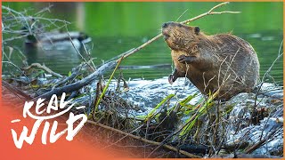 Why Do Beavers Build Dams Natures Engineers Wildlife Documentary  Natural Kingdom  Real Wild [upl. by Annaor]