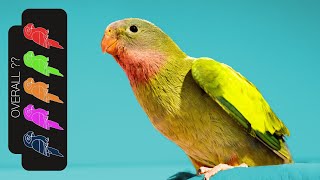 Princess Parrot The Best Pet Parrot [upl. by Ydnelg505]