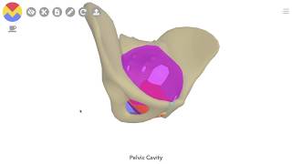 3D Tour of the Pelvic Floor [upl. by Intirb]