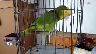 Parrot Rodrigo singing quotLas Mañanitasquot a traditional Mexican birthday song [upl. by Simeon415]