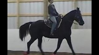 The Gaited Horse Gait Spectrum [upl. by Ahsirpac]