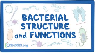 Bacterial Structure and Functions [upl. by Jacintha]