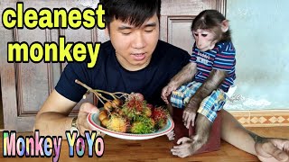 YoYo jr is the cleanest monkey in Vietnam [upl. by Suelo]