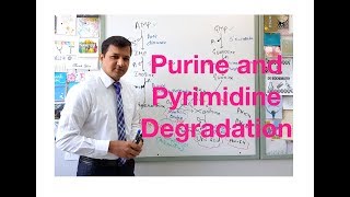 Purine and Pyrimidine Degradation [upl. by Sirotek]