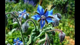 Borage Health and Garden Benefits [upl. by Devin]