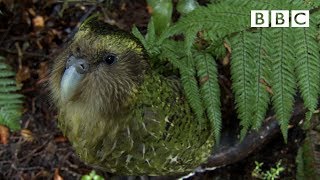 The cute and clumsy flightless parrot  Natural World Natures Misfits  BBC [upl. by Yruj205]