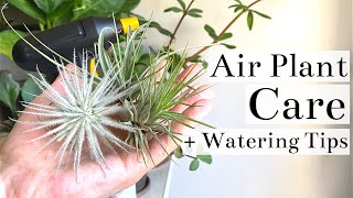 Air Plant Tillandsia Care  Watering Tips [upl. by Lili]