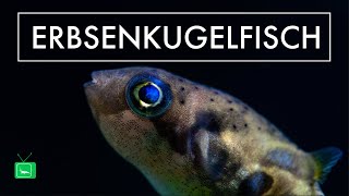 Erbsenkugelfisch  Carinotetraodon travancoricus  Zwergkugelfisch  GarnelenTv [upl. by Flagler]