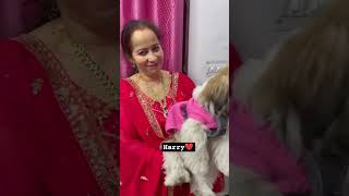 Mummy ka dulara🥰❤️shorts shortsvideo viral harry doglover shiztzu love youtubeshorts pets [upl. by Viviana493]