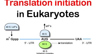 Translation initiation in eukaryotes  eukaryotic translation lecture 1 [upl. by Yerrot]