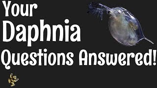 Daphnia Questions Answered [upl. by Thorman]