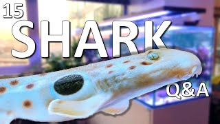 15 Saltwater Aquarium Shark Questions and Answers [upl. by Ennaillek]