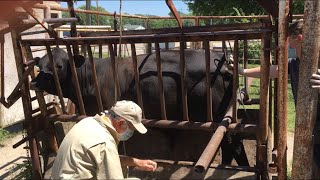 Semen Testing A Bull [upl. by Arad]