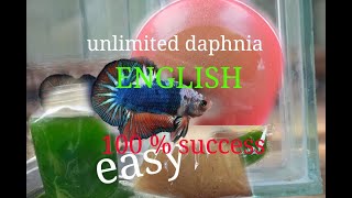 daphnia moina culture Easy way Unlimited production English  with sub Green water Chlorella [upl. by Aizirtap]