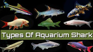 11 Types Of Fresh Water Aquarium Shark [upl. by Ultan]