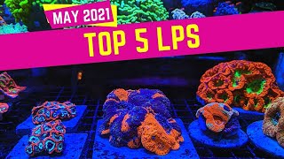 Top 5 LPS Corals 2021 Reef Aquariums Saltwater Aquariums [upl. by Mafala206]