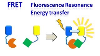 FRET  Fluorescence resonance energy transfer [upl. by Naanac]