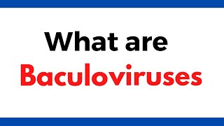 What are baculoviruses  Baculovirus vectors  Insect viruses [upl. by Howard351]