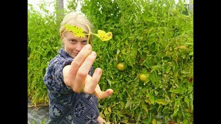 Tomato Late Blight Early Blight amp Septoria Leaf Spot ID amp Organic Management [upl. by Nalon]