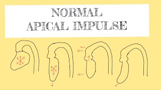 Normal apical impulse [upl. by Toy]