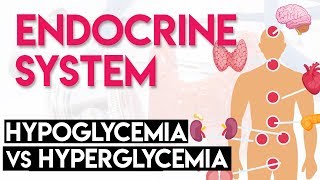 Hypoglycemia vs Hyperglycemia  Endocrine System Part 3 [upl. by Yerocal]