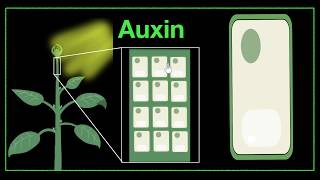 Major plant hormones amp how to remember  Control amp Coordination  Biology  Khan Academy [upl. by Suirad]