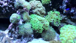 Keeping Frogspawn and Hammer Corals [upl. by Selima840]