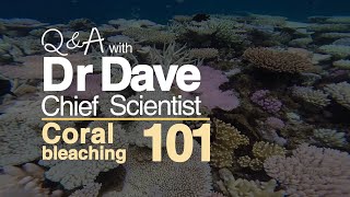 Coral bleaching 101  coral bleaching explained  Great Barrier Reef Marine Park Authority [upl. by Hcirteid]