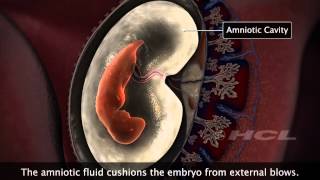 HCL Learning  Embryonic Development in Humans [upl. by Anilehs]