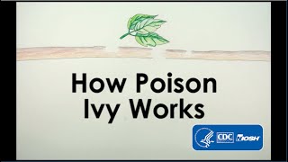 How Poison Ivy Works [upl. by Frentz280]