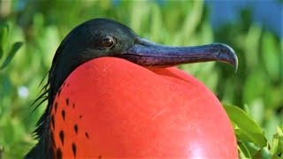 Bizarre Mating Ritual Of The Frigatebird  Wild Caribbean  BBC Earth [upl. by Inerney]