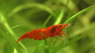 Cherry Shrimp  How To Breed What To Feed And Everything You Need [upl. by Ellehcsar]