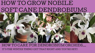 How to grow and care for Dendrobium soft cane Nobile orchids [upl. by Shoemaker]