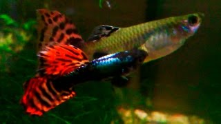 Poecilia reticulata Guppy  Different mating behaviors ᴴᴰ [upl. by Durand]