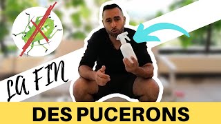 PLUS de pucerons avec cette astuce écolo [upl. by Hintze568]