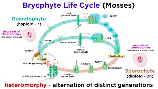 Bryophytes and the Life Cycle of Plants [upl. by Levon]