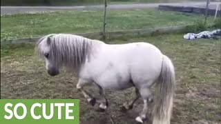 Shetland pony shows off his piaffe [upl. by Florinda566]