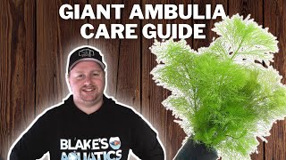 Giant Ambulia Care Guide  How to Grow Propagate and Care for Limnophila Aquatica [upl. by Idoux]