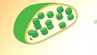 Structure of Chloroplast [upl. by Naggem]