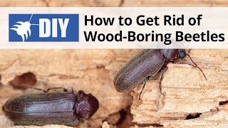 How to Get Rid of Wood Boring Beetles  DoMyOwncom [upl. by Philomena]