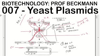 Biotechnology 007 Yeast Plasmids Prof Beckmann [upl. by Rasecoiluj]