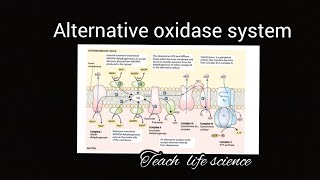 Alternative oxidase system Cyanide Resistant Respiration [upl. by December]