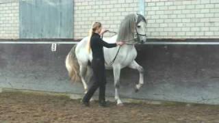 Piaffe  Dressage horse  Academical Training [upl. by Ainnek]