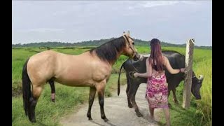 My sister training care her lovely horse in beginner 2021 [upl. by Enomaj]