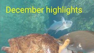 December highlightsBorongan spearfishing [upl. by Runstadler]