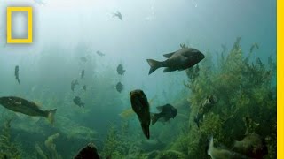 Exploring Ancient Springs in Texas  National Geographic [upl. by Neeruam]