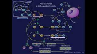 The Coagulation Cascade [upl. by Ellehcar809]